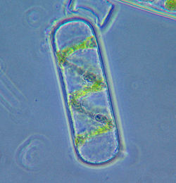 Cellule de Spirogyra