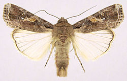  Spodoptera frigiperda