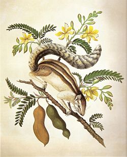  Funambulus palmarum