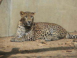  Panthera pardus kotiya