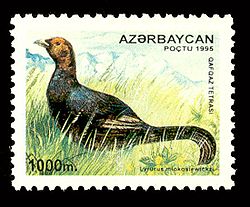  Lyrurus mlokosiewiczi mâle sur un timbre