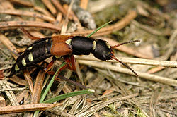  Staphylinus caesareus