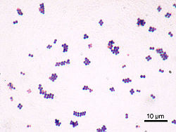  Photographie au microscope de bactéries type Staphylococcus
