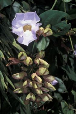  Inflorescence de Thunbergia laurifolia