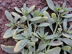  Heliotropium curassavicum