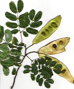 Albizia lebbeck (feuilles et fruit)