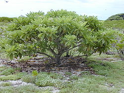  Tournefortia argentea