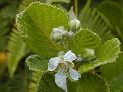 Détail de Rubus ellipticus