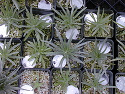  Petits plants cultivés de Argyroxiphium kauense
