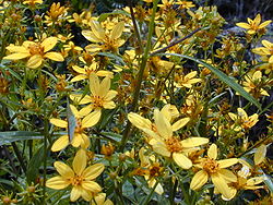  Bidens micrantha ssp. kalealaha