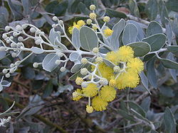  Fleur de Acacia podalyriifolia