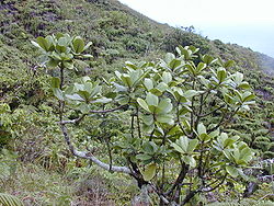  Melicope clusiifolia