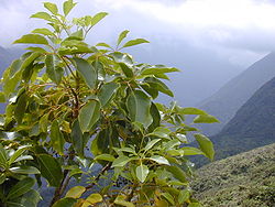  Cheirodendron trigynum