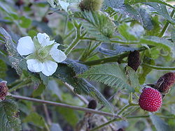  Fleur et fruits de Rubus rosifolius