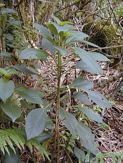  Cyrtandra platyphylla