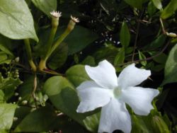  Fleur de Thunbergia fragrans
