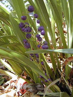  Dianella sandwicensis