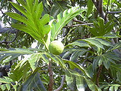  Fruits de l'arbre à pain (Artocarpus altilis)