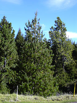  Pinus patula à Maui