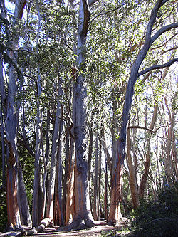  Eucalyptus obliqua