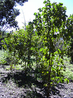  Croton guatemalensis