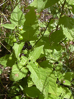  Solanum americanum