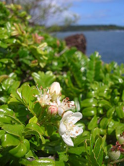  Osteomeles anthyllidifolia en floraison à Hawaï