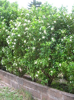  Murraya paniculata