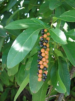  Citharexylum caudatum, feuilles et fruits