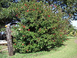  Calliandra haematocephala