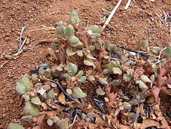  Trianthema portulacastrum L.(espèce-type du genre Trianthema L.)