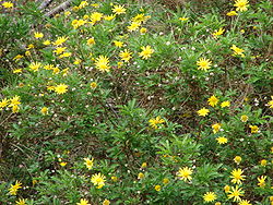  Argyranthemum frutescens