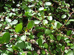  Muehlenbeckia complexa