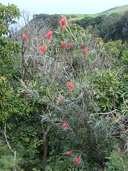 Grevillea banksii