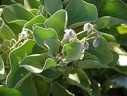  Solanum nelsonii