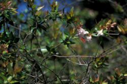  Abelia ×grandiflora