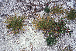  Eragrostis paupera
