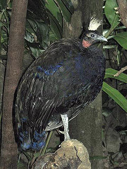  Afropavo congensis