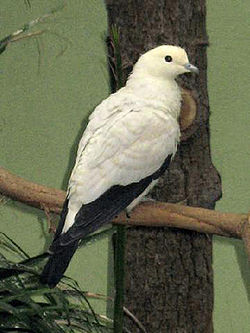 Carpophage blanc (Ducula bicolor)