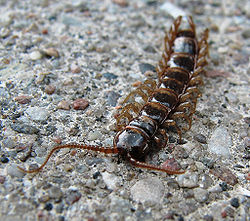  Lithobius forficatus