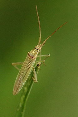 Stenodema laevigata