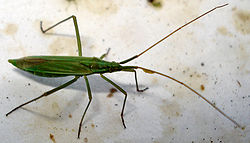  Stenodema calcarata