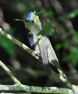 Colibri de Delalande