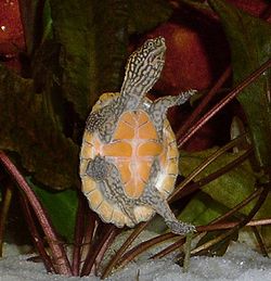  Sternotherus minor peltifer