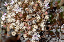  Stoeberia fructescens Réserve naturelle Goegap, d'Afrique du Sud