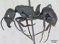  Streblognathus peetersi