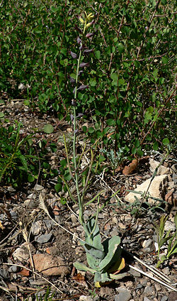  Streptanthus cordatus