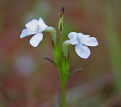  Striga densiflora