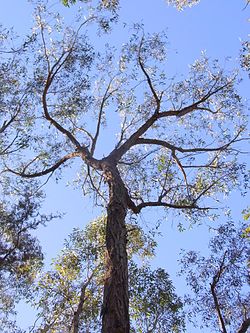  Eucalyptus eugenioides