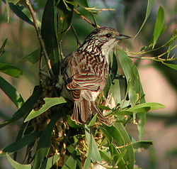  Plectorhyncha lanceolata